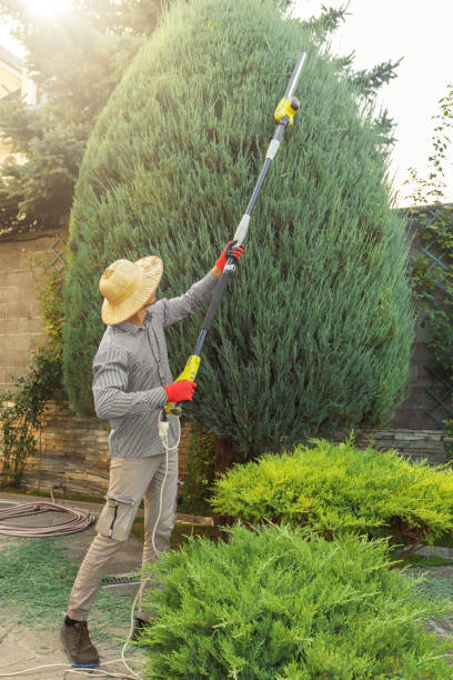 Best Tree Trimming and Pruning  in Hudson, NC